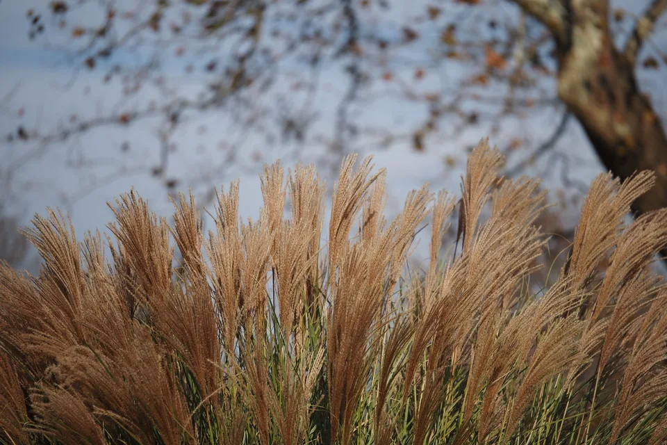 Voor: siergras in herfstkleur, de tuin ligt er kaal bij