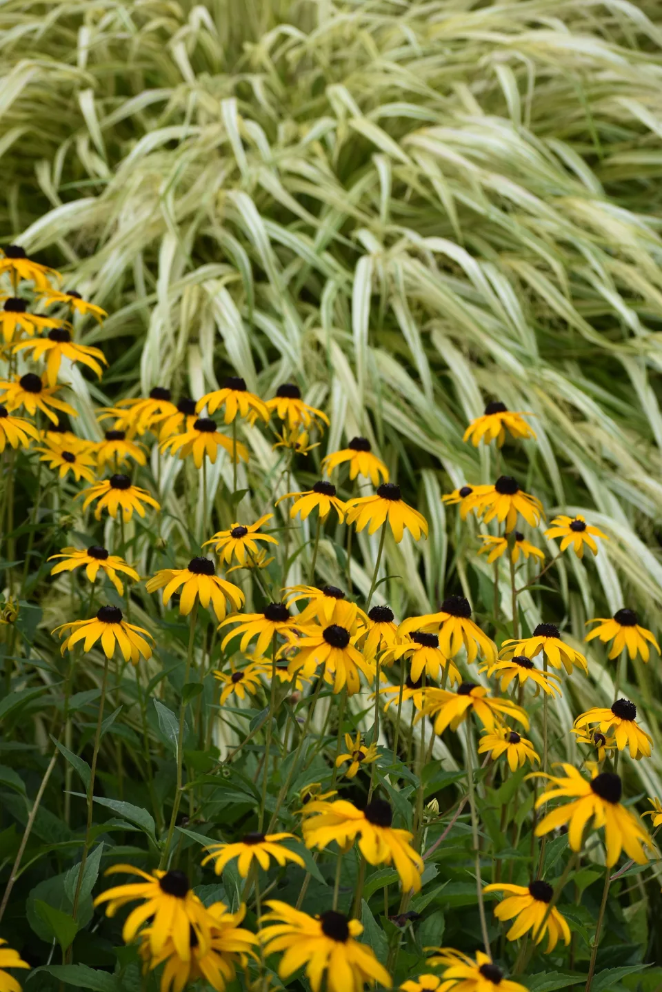 Gele rudbeckia en siergras in een border